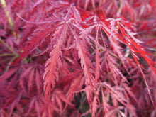 Acer Palmatum 'Inabe Shidare' Japanese Maples