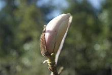 Magnolia 'Jon Jon'