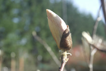 Magnolia 'Jon Jon'