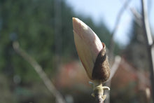 Magnolia 'Jon Jon'