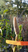 Magnolia 'Kew's Surprise'