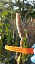 Magnolia 'Kew's Surprise'