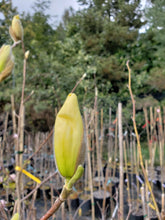 Magnolia 'Elizabeth'