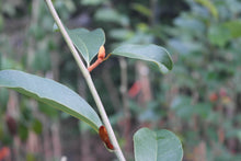 Magnolia 'Inspiration' Evergreen Magnolias