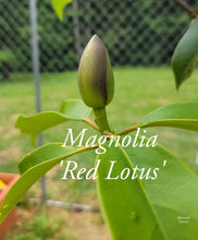 Magnolia 'Red Lotus'