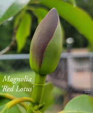 Magnolia 'Red Lotus'