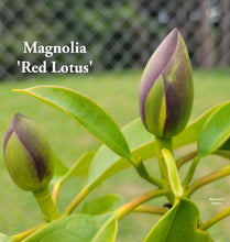 Magnolia 'Red Lotus'