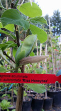 Magnolia 'Margaret Helen'