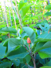 Magnolia 'Miss HoneyBee'