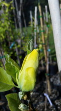 Magnolia 'Miss HoneyBee'