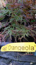 Acer Palmatum 'Orangeola' Japanese Maples