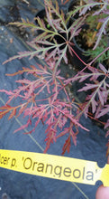 Acer Palmatum 'Orangeola' Japanese Maples