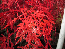 Acer Palmatum 'Orangeola' Japanese Maples