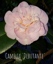 Camelia Japonica 'Debutante'