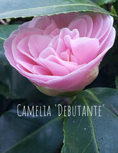 Camelia Japonica 'Debutante'