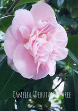 Camelia Japonica 'Debutante'