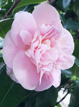 Camelia Japonica 'Debutante'