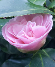 Camelia Japonica 'Debutante'