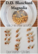 Magnolia 'D.D. Blanchard' 20 Seeds