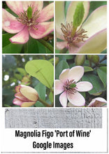 Magnolia Figo 'Port of Wine' Banana Shrub