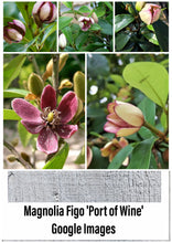 Magnolia Figo 'Port of Wine' Banana Shrub