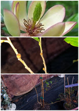 Magnolia Figo 'Port of Wine' Banana Shrub