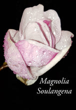 Magnolia x soulangiana
