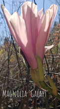 Magnolia 'Galaxy'