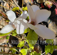 Magnolia 'Simple Pleasures'