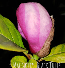 Magnolia 'Black Tulip'