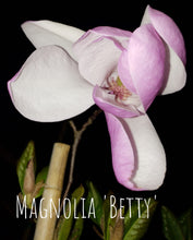 Magnolia 'Betty'