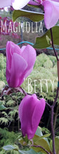Magnolia 'Betty'