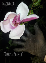 Magnolia 'Purple Prince'
