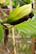 Magnolia 'Gold Star'