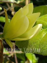 Magnolia 'Gold Star'
