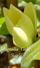 Magnolia 'Gold Star'