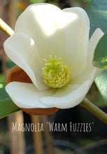 Magnolia laevifolia 'Warm Fuzzies' Evergreen