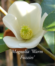 Magnolia laevifolia 'Warm Fuzzies' Evergreen