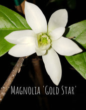Magnolia 'Gold Star'