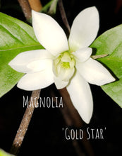 Magnolia 'Gold Star'