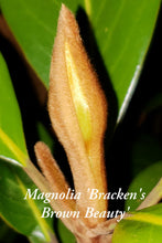 Magnolia 'Bracken's Brown Beauty'