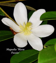 Magnolia laevifolia 'Warm Fuzzies' Evergreen