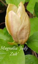 Magnolia 'Judy Zuk'