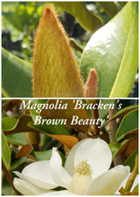 Magnolia 'Bracken's Brown Beauty'