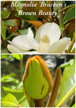 Magnolia 'Bracken's Brown Beauty'