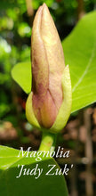 Magnolia 'Judy Zuk'