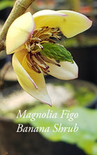 Magnolia Figo 'Port of Wine' Banana Shrub