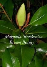 Magnolia 'Bracken's Brown Beauty'