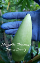 Magnolia 'Bracken's Brown Beauty'