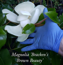 Magnolia 'Bracken's Brown Beauty'